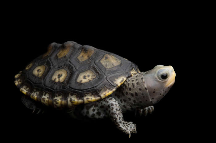 一只幼年华丽钻纹龟（Malaclemys terrapin macrospilota）。 PHOTOGRAPH BY JOEL SARTORE, NATIONA
