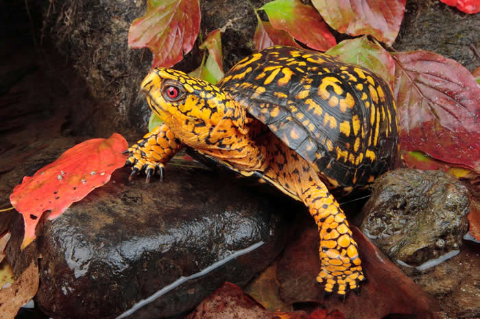 一只东部箱龟（Terrapene carolina carolina）爬过秋天落叶。 PHOTOGRAPH BY GEORGE GRALL, NATIONAL