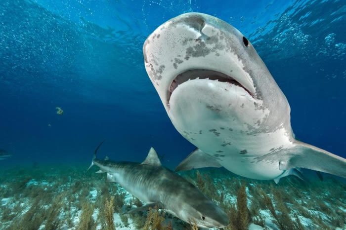 鼬鲨（虎鲨）徘徊在巴哈马北部的水域。 PHOTOGRAPH BY BRIAN SKERRY, NATIONAL GEOGRAPHIC CREATIVE