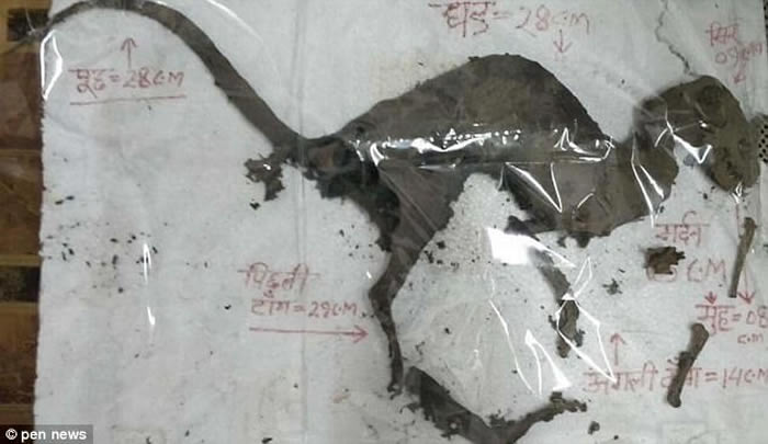 印度北阿坎德邦废弃变电厂发现长相酷似恐龙的神秘生物遗骸