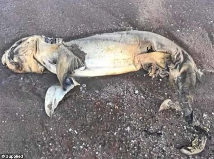 澳洲昆士兰耶蓬海滩发现神秘海洋生物尸体