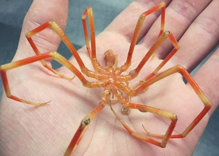 这只深海蜘蛛不禁联想到外星生物的模样。