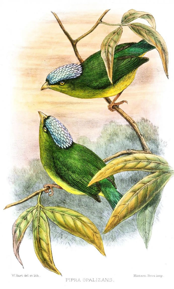 乳白冠侏儒鸟（Opal-crowned manakin）