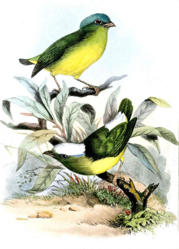 雪顶侏儒鸟（Snow-capped manakin）