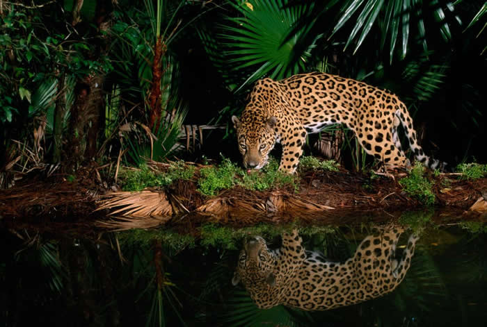 在贝里斯动物园，一头名为「佩佩」的美洲豹沿着水塘边行走。 PHOTOGRAPH BY STEVE WINTER, NATIONAL GEOGRAPHIC