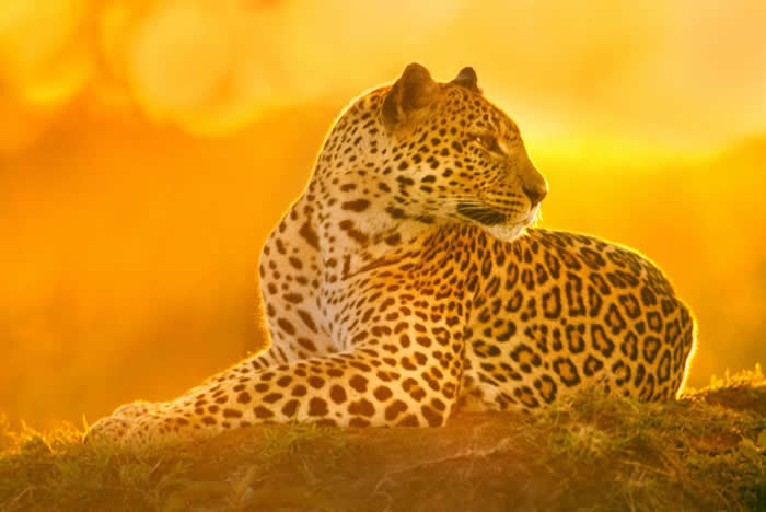 一头母花豹在肯亚的马赛马拉国家保护区内休息。 PHOTOGRAPH BY FRANS LANTING, NATIONAL GEOGRAPHIC CREATIVE
