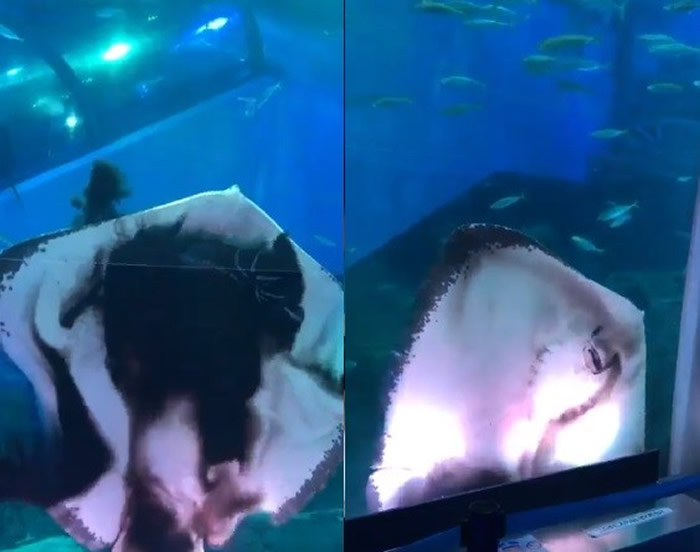 日本横滨市八景岛海岛乐园水族馆魟鱼活吞乌贼