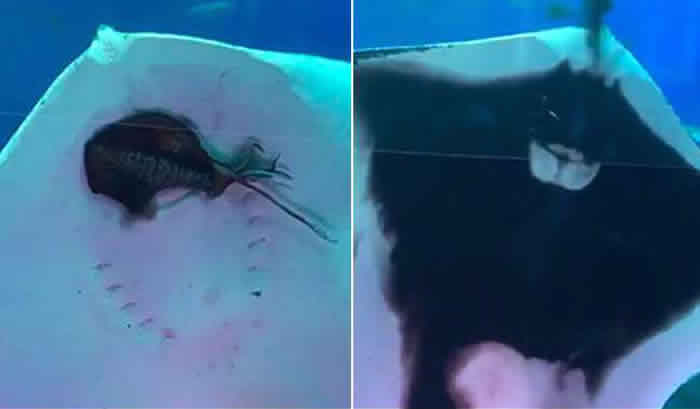 日本横滨市八景岛海岛乐园水族馆魟鱼活吞乌贼