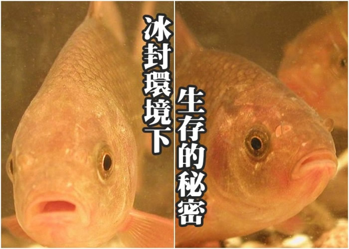 鲫鱼在缺氧时可以将乳酸转换为酒精，再将酒精经鱼鳃排到水中。