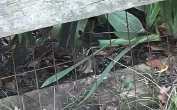 草丛内的小兔遭蛇背后伏击 母亲赶至救命