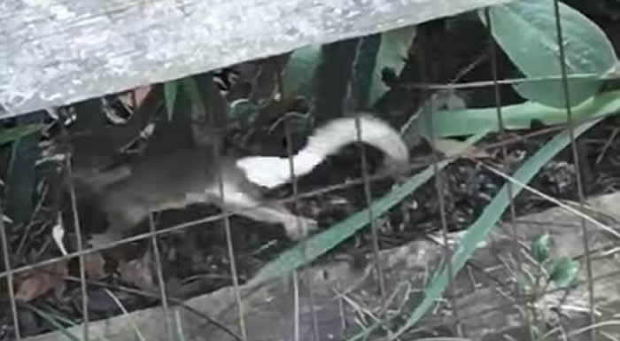 草丛内的小兔遭蛇背后伏击 母亲赶至救命