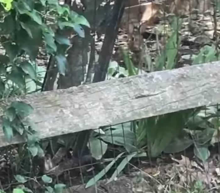 草丛内的小兔遭蛇背后伏击 母亲赶至救命