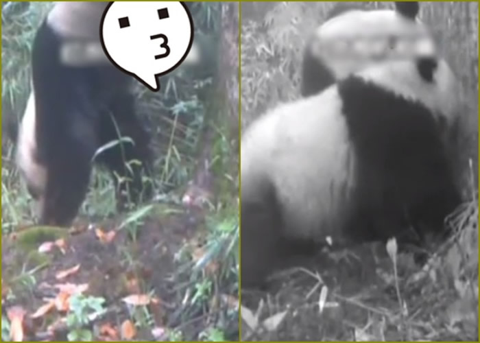 保护区拍到有大熊猫（左）在一棵杉树边小便标记地盘。