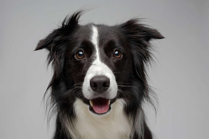 相机镜头前摆姿势的边境牧羊犬。在相似的饲养环境下，家犬可能比狼更会回应人类。 PHOTOGRAPH BY VINCENT J. MUSI, NATIONAL G