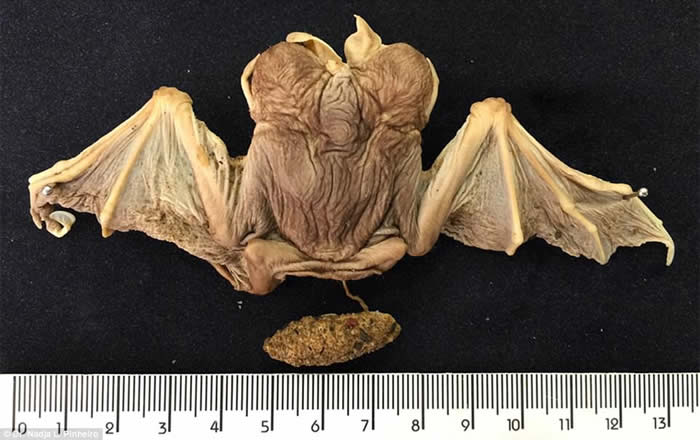 巴西芒果树上发现蝙蝠连体婴 这样的例子在人类以外非常罕见
