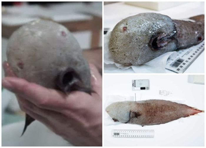 科学家在澳洲东部海域深海下发现这条无脸鱼。
