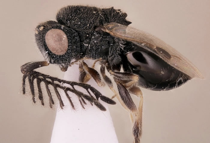 《生物多样性数据杂志》：昆虫学家发现背部有“锯”的寄生蜂Dendrocerus scutellaris