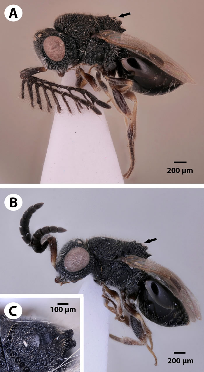 《生物多样性数据杂志》：昆虫学家发现背部有“锯”的寄生蜂Dendrocerus scutellaris