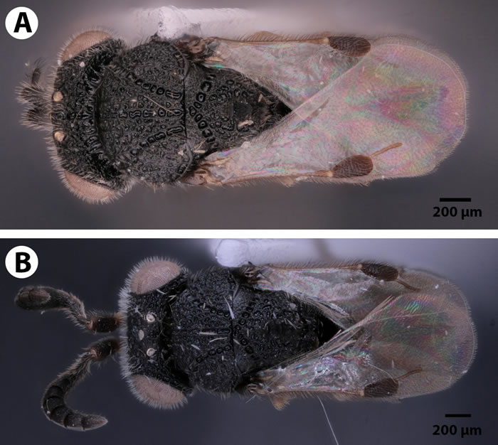 《生物多样性数据杂志》：昆虫学家发现背部有“锯”的寄生蜂Dendrocerus scutellaris