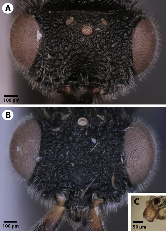 《生物多样性数据杂志》：昆虫学家发现背部有“锯”的寄生蜂Dendrocerus scutellaris