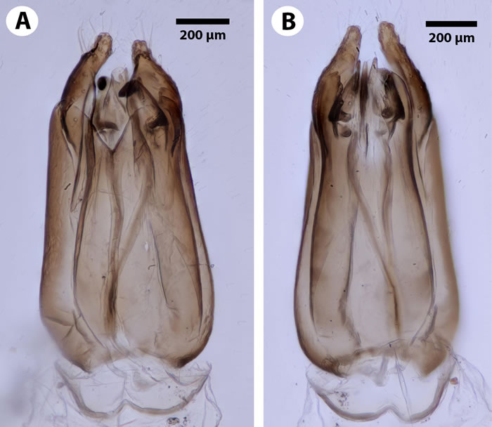 《生物多样性数据杂志》：昆虫学家发现背部有“锯”的寄生蜂Dendrocerus scutellaris