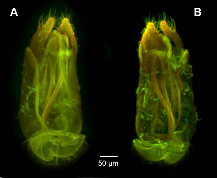 《生物多样性数据杂志》：昆虫学家发现背部有“锯”的寄生蜂Dendrocerus scutellaris