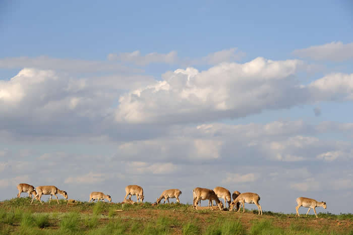 一群高鼻羚羊聚集在俄国卡尔梅克（Kalmykia）自然保留区的盐沼地。 PHOTOGRAPH BY IGOR SHPILENOK, WILD WONDERS O