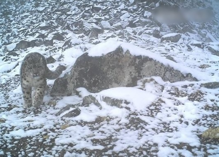 雪豹有“雪山之王”美誉。