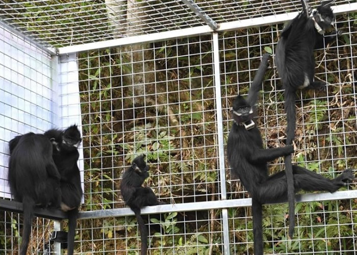 5只人工繁殖的黑叶猴被带到大明山保护区野放。