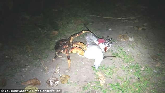 印度洋查戈斯群岛目击到椰子蟹爬到巢穴捕食海鸟