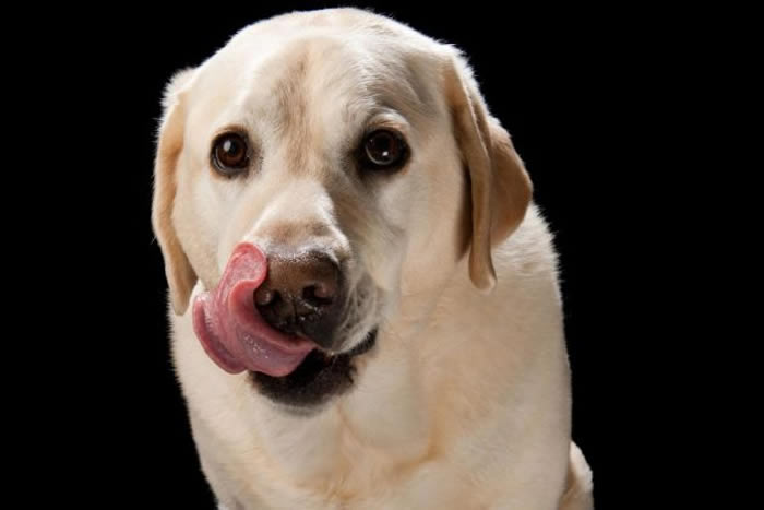 一只黄色拉布拉多犬。 PHOTOGRAPH BY JOEL SARTORE