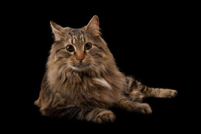 一只名叫火箭的家猫。 PHOTOGRAPH BY JOEL SARTORE, NATIONAL GEOGRAPHIC PHOTO ARK