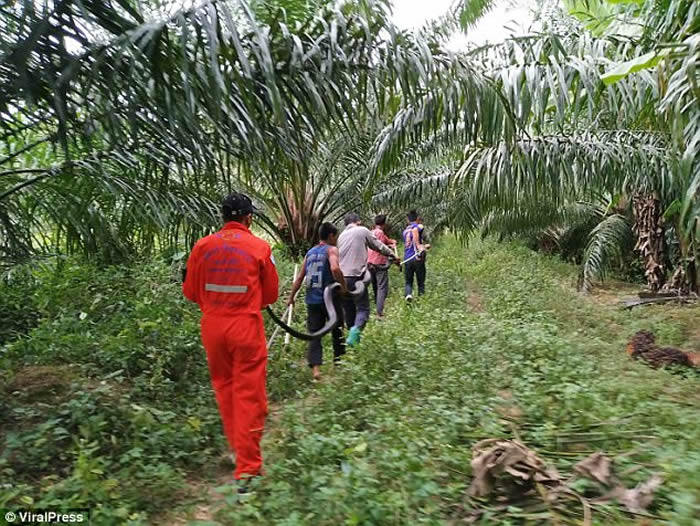 泰国喀比府棕榈地中发现眼镜王蛇大战蟒蛇 以后者中毒身亡告终