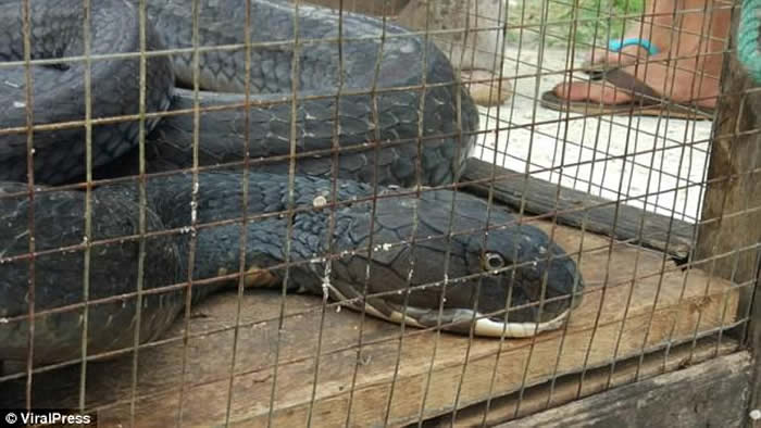 泰国喀比府棕榈地中发现眼镜王蛇大战蟒蛇 以后者中毒身亡告终