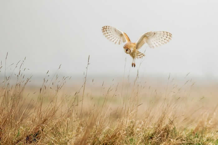 一只仓鸮于英国诺福克飞翔。 PHOTOGRAPH BY SARAH DARNELL, SCIENCE FACTION/CORBIS