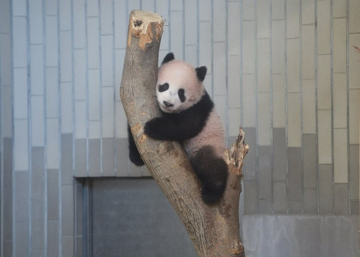 要见香香就需要提出申请。