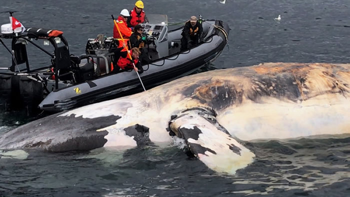 北大西洋露脊鲸全球仅剩450头 今年就有17头死亡