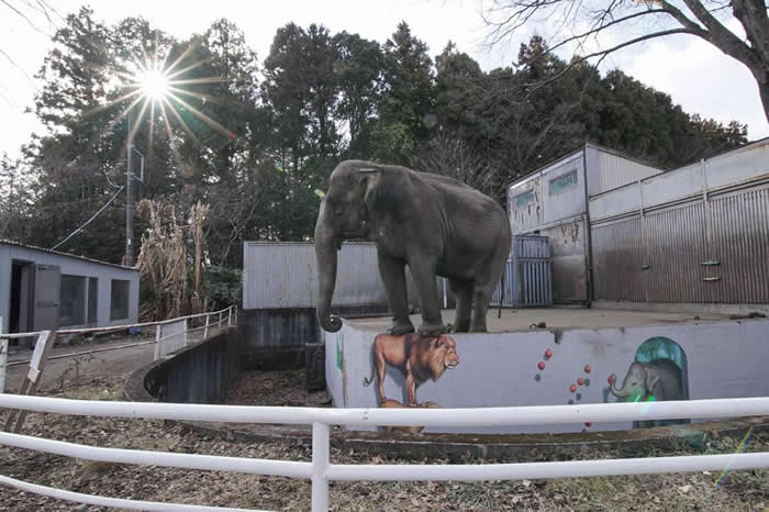 宫子（みやこ）在宇都宫动物园（Utsunomiya Zoo）孤身长达44年。 PHOTOGRAPH BY ELEPHANTS IN JAPAN
