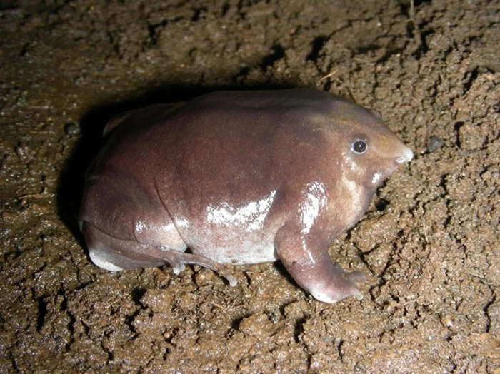 新发现的布布提氏紫蛙（Bhupathy’s purple frog）几乎一生都在地底下度过，唯有蝌蚪时期会花上约4个月吸附在瀑布后方的峭壁上。 PHOTOGRA