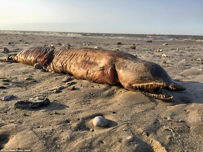 美国德州海滩发现神秘无眼巨大海洋生物腐尸 可能是狼牙恐蛇鳗