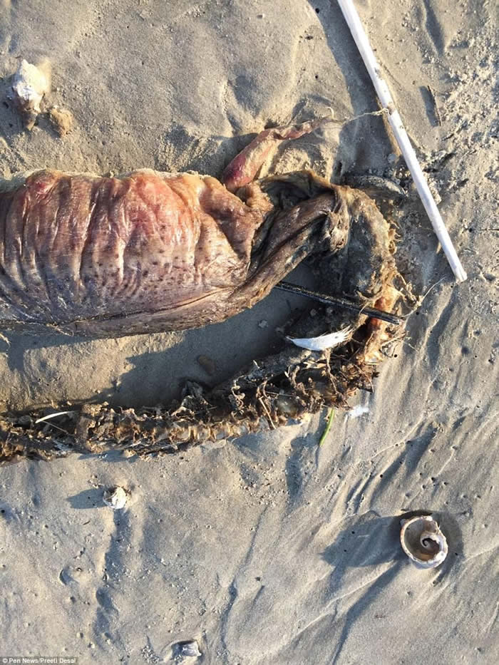 美国德州海滩发现神秘无眼巨大海洋生物腐尸 可能是狼牙恐蛇鳗