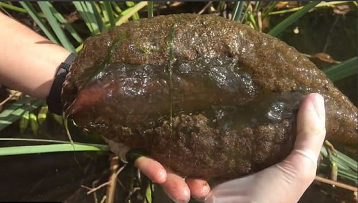 外星生物？加拿大温哥华史丹利公园湖泊惊现“人脑苔藓虫”