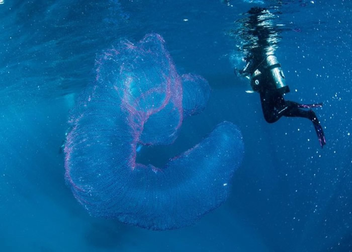 澳洲道格拉斯港拍到巨型半透明粉红“海洋独角兽”——火体虫（pyrosome）
