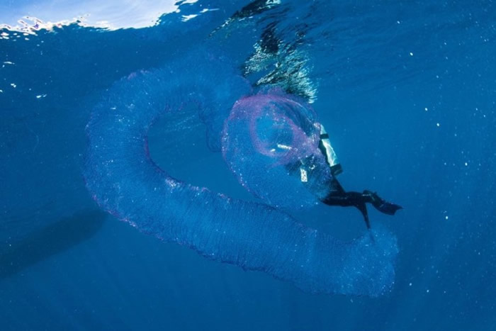 澳洲道格拉斯港拍到巨型半透明粉红“海洋独角兽”——火体虫（pyrosome）