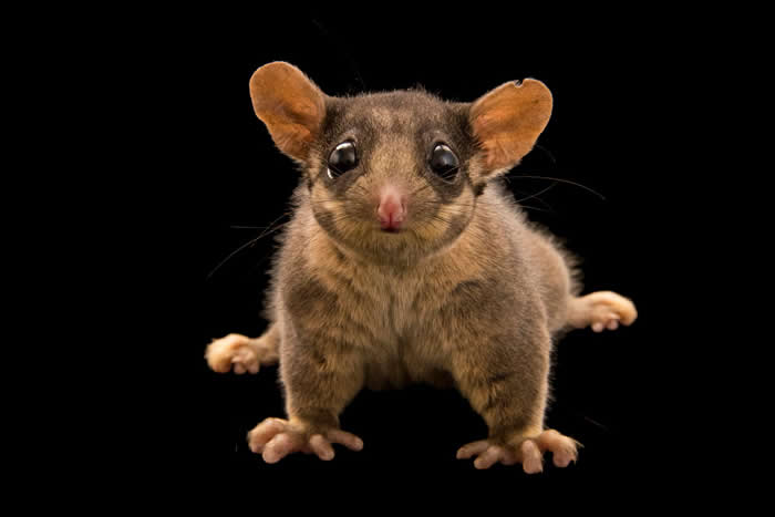 体型娇小的利氏袋鼯行动敏捷且精力充沛。 PHOTOGRAPH BY JOEL SARTORE, NATIONAL GEOGRAPHIC PHOTO ARK