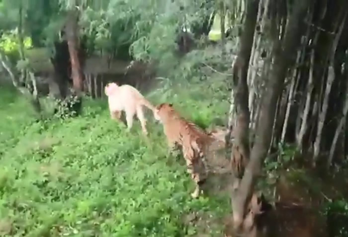 该只孟加拉白虎（左）遭孟加拉虎（右）尾随。