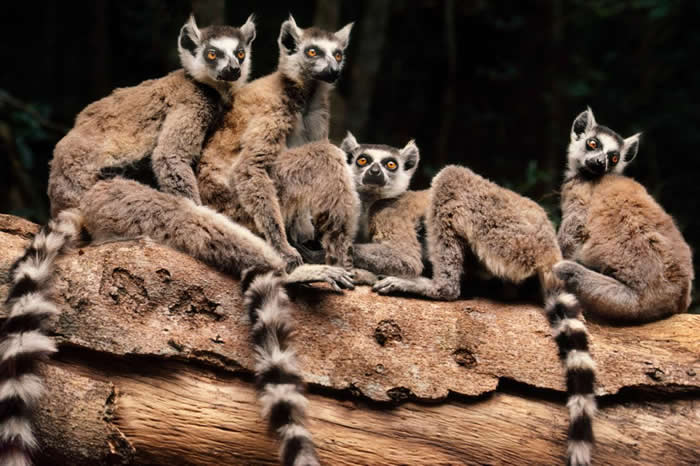 马达加斯加的环尾狐猴在森林里发出一系列声音来沟通。 PHOTOGRAPH BY FRANS LANTING, NATIONAL GEOGRAPHIC CREAT