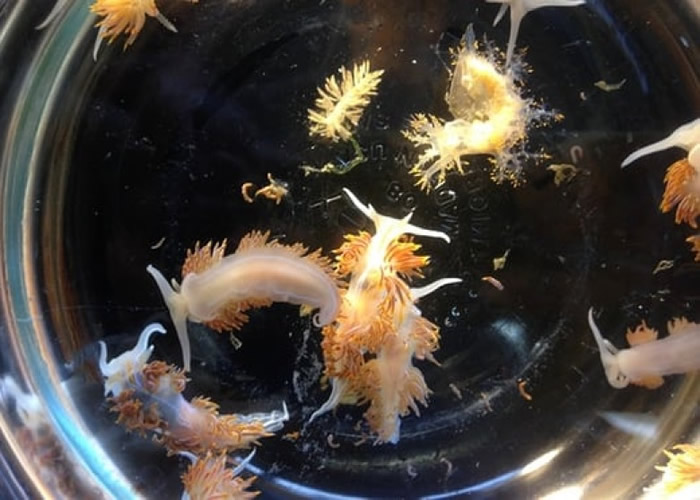 报告指日本的水生物种，已大规模漂流到美国。