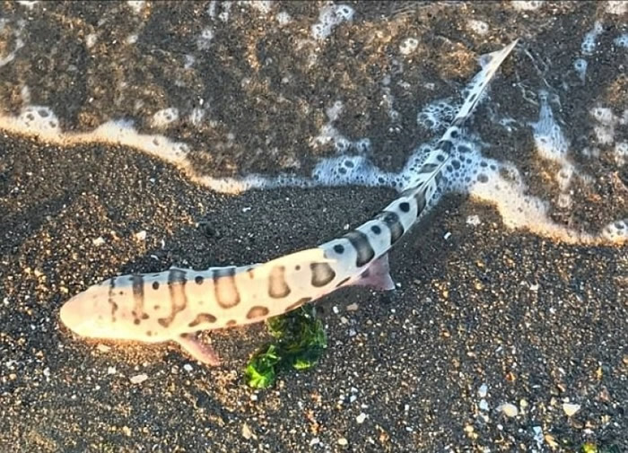 大量豹鲨死亡与寄生虫有关？