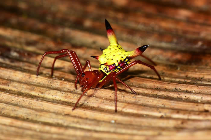 Micrathena sagittata蜘蛛身上的明亮色彩，似乎能帮蜘蛛引诱猎物，外侧的刺则能充当防御机制。 PHOTOGRAPH BY JONATHAN KO